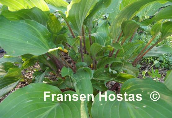 Hosta Chopsticks
