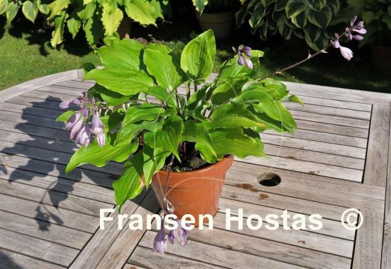 Hosta Chopsticks