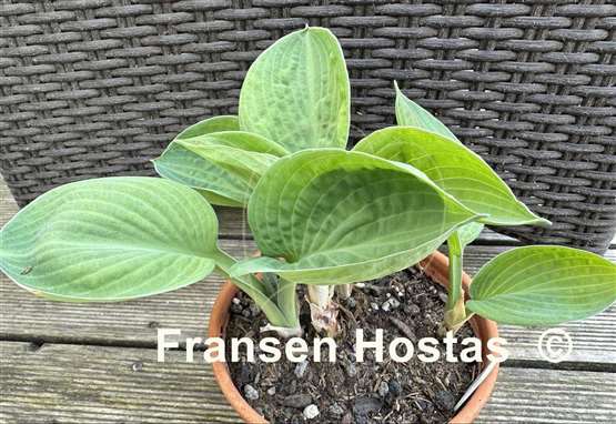 Hosta Chorus Girl
