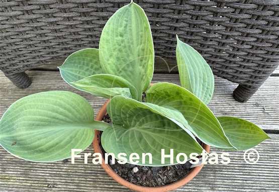 Hosta Chorus Girl
