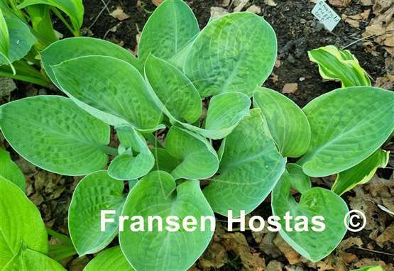 Hosta Chorus Girl