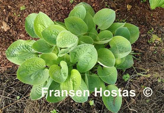 Hosta Chorus Girl