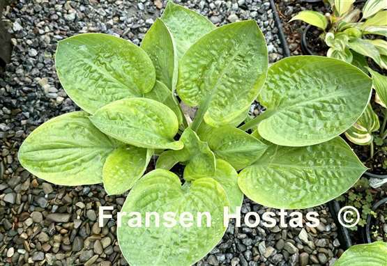 Hosta Chorus Girl
