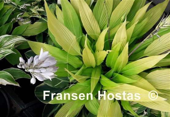 Hosta Chris' A lalalala long