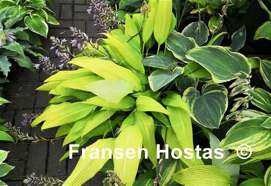 Hosta Chris' A lalalala long