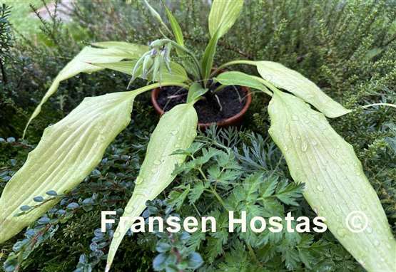 Hosta Chris' A lalalala long