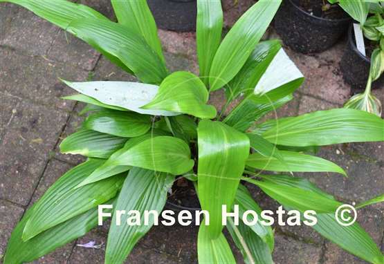 Hosta Chris' A lalalala long