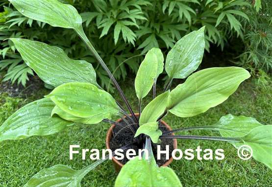 Hosta Chris' Admin