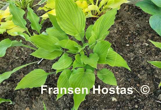 Hosta Chris' Admin