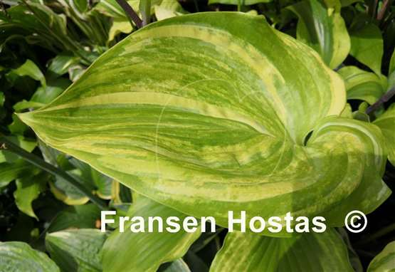 Hosta Chris' Bleeding Heart