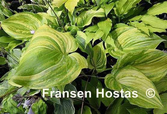 Hosta Chris' Bleeding Heart