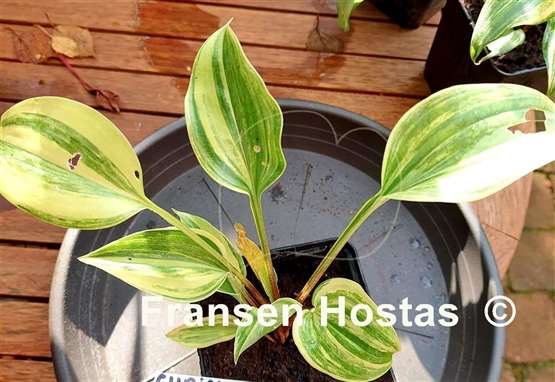 Hosta Chris' Bleeding Heart