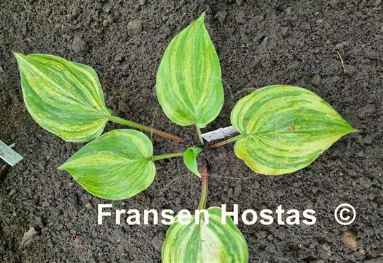 Hosta Chris' Bleeding Heart