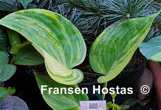 Hosta Chris' Bleeding Heart