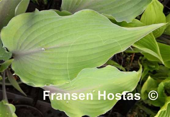 Hosta Chris' Blushing Neptune