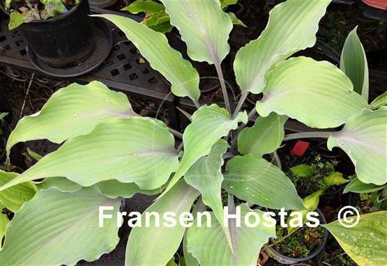 Hosta Chris' Blushing Neptune