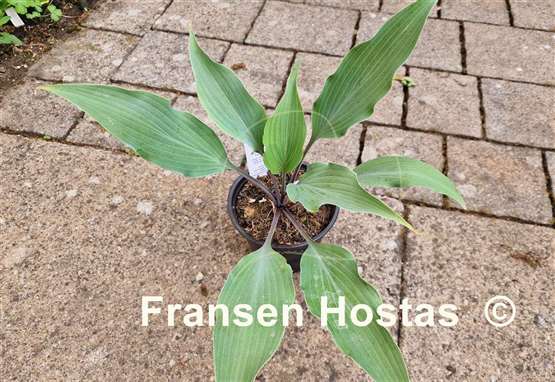 Hosta Chris' Blushing Neptune
