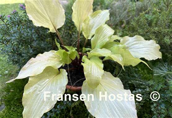 Hosta Chris' China Star