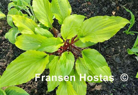 Hosta Chris' China Star
