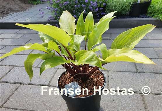 Hosta Chris' China Star
