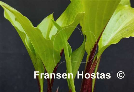 Hosta Chris' China Star