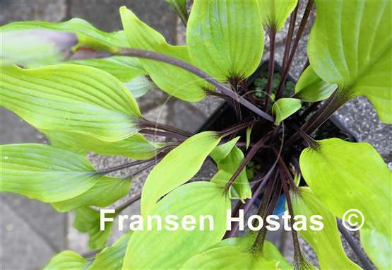 Hosta Chris' Darkest Purple