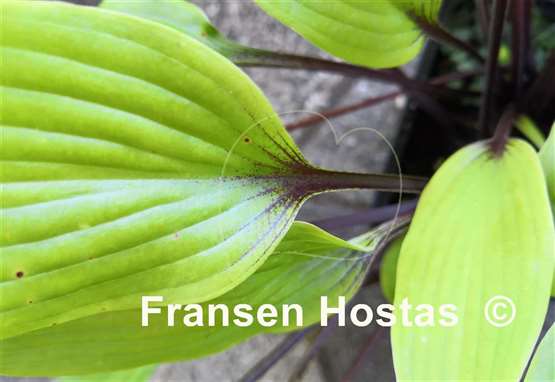 Hosta Chris' Darkest Purple