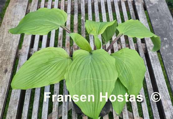 Hosta Chris' Darkest Purple