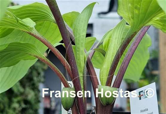 Hosta Chris' Darkest Purple