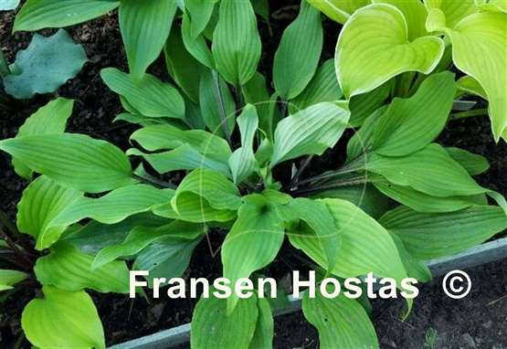 Hosta Chris' Darkest Purple