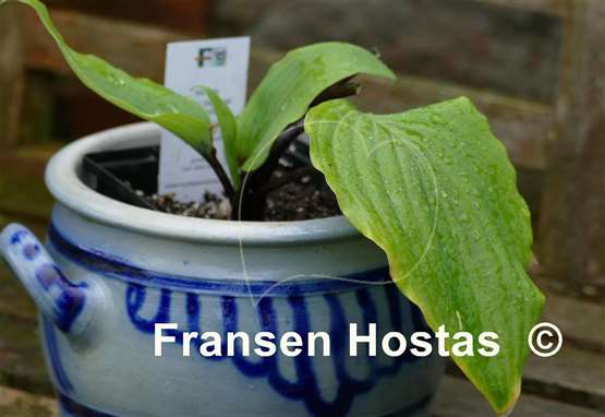 Hosta Chris' Darkest Purple