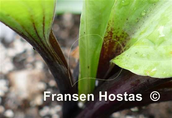 Hosta Chris' Darkest Purple