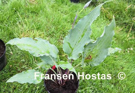 Hosta Chris' Flying Circus