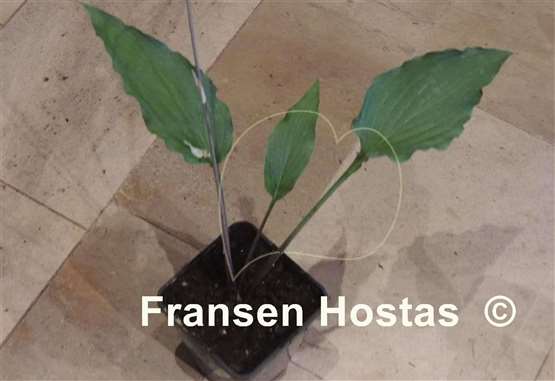 Hosta Chris' Flying Circus