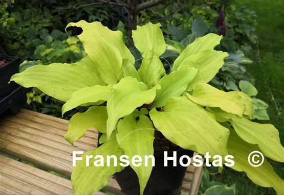 Hosta Chris' Gelber Liebling