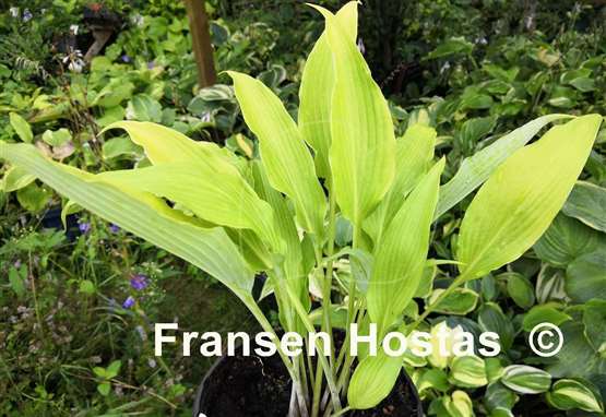 Hosta Chris' Gelber Speer