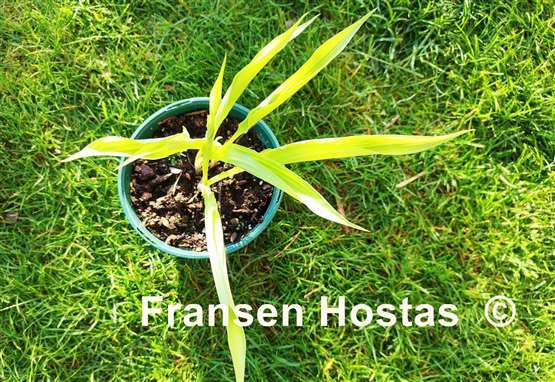 Hosta Chris' Gelber Speer