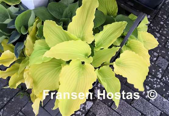 Hosta Chris' Gelber Traum