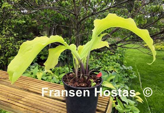 Hosta Chris' Gelber Traum
