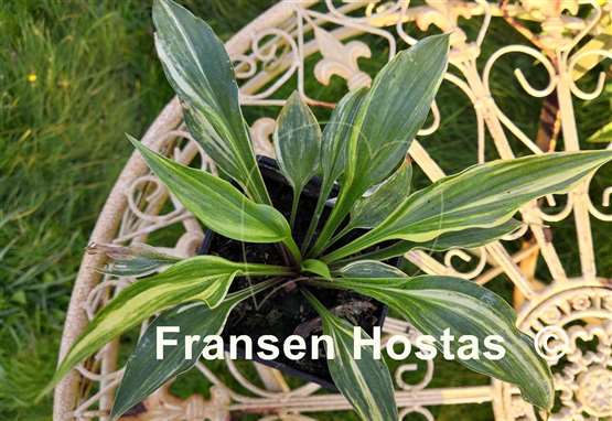 Hosta Chris' Little Jewel