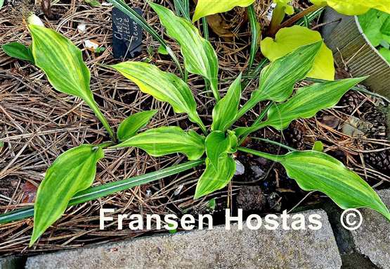 Hosta Chris' Little Jewel