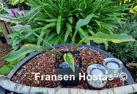 Hosta Chris' Little Jewel