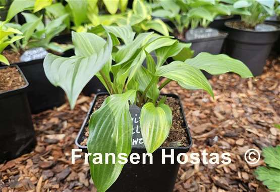 Hosta Chris' Little Jewel