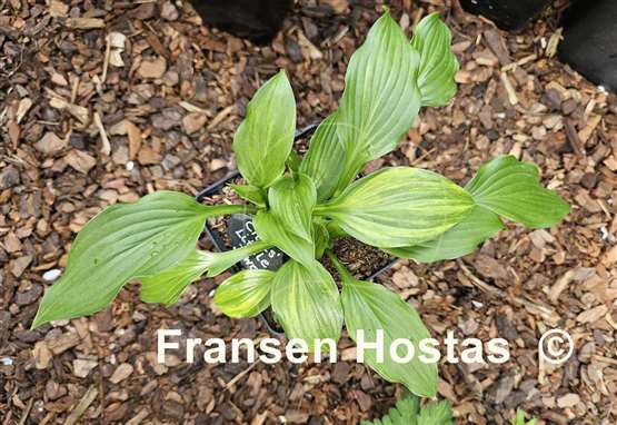 Hosta Chris' Little Jewel