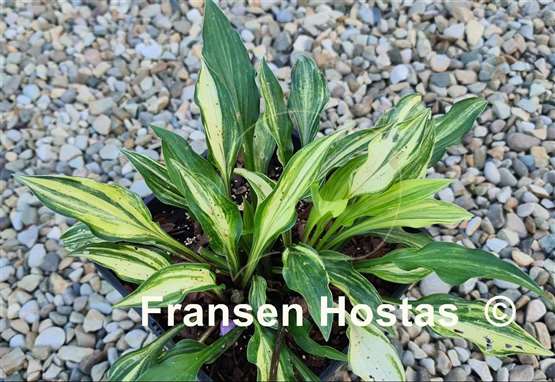 Hosta Chris' Little Jewel