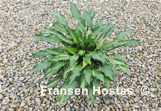 Hosta Chris' Little Jewel