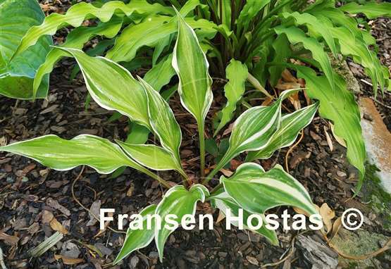 Hosta Chris' Little Jewel