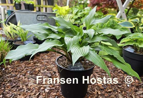 Hosta Chris' Little Watermelon