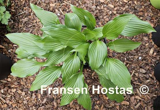 Hosta Chris' Little Watermelon