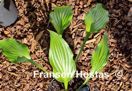 Hosta Chris' Little Watermelon